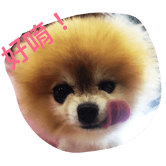 pomeraniandog BiBiprincess