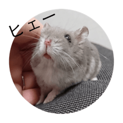 hamstertsumo3