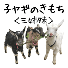 Kids Goat Yoshigake Farm 1