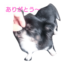 wanwan chiwawa