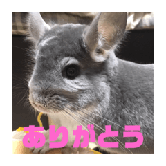 Pretty stamp of the chinchilla