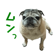Pug Family of My Family