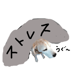 Innocent beagle