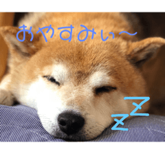 cute,dog.Sora.