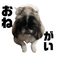 oolong pekingese