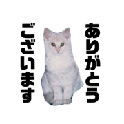 mokasan