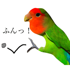 Rosy-faced lovebird stamp in Japan