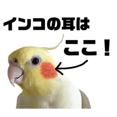 bird's word03