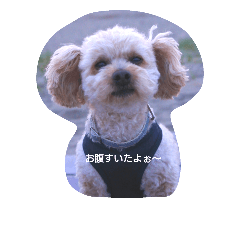 Dog-Falcon