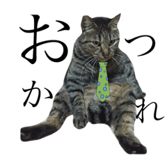 トラ＆キジトラ