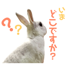 White Rabbit's sticker