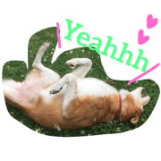 pochiko love
