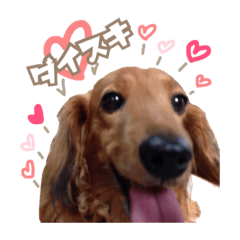 love choppi