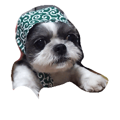 puchipontachikuwa