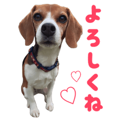 Purin the beagle