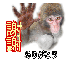 Monkeys chinese is a simple sticker