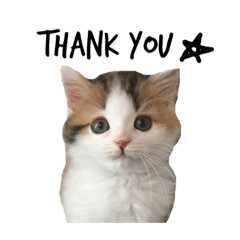 かわいいにゃんちゃん Line スタンプ Line Store かわいいにゃんちゃん Line スタンプ Line Store