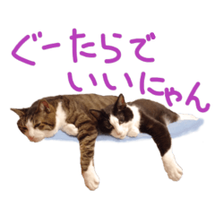 Cat Photo Stickers in Summer