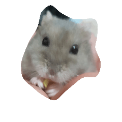 瓜子鼠