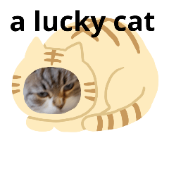 幸運な可愛い猫