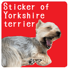 Sticker of a Yorkshire terrier11