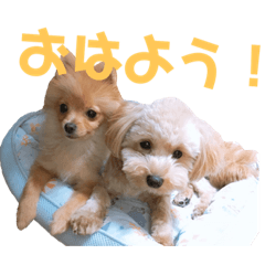 KoroPon no nichijou