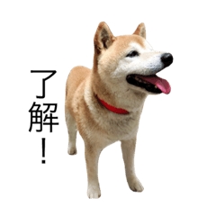 bread dog shiba