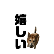 mix dog ku