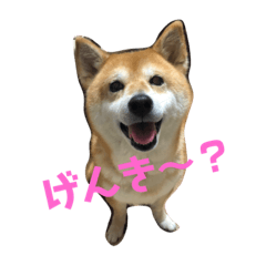 shibainu sarchan