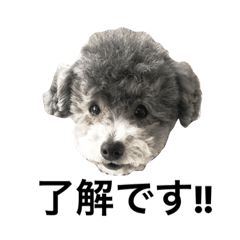 Large letter toy poodle