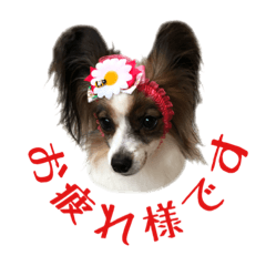 Papillon ANZU