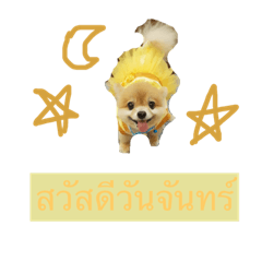 dog pommer
