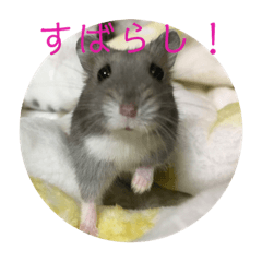 hamstertsumo4