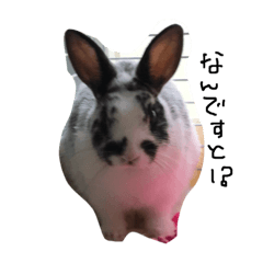 The rabbit which is healing