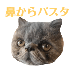 exotic short hair cat Maakun 3