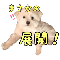 Maltese dog. Mr.Rai