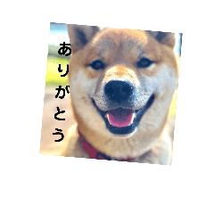 shibainu Maru's stickers