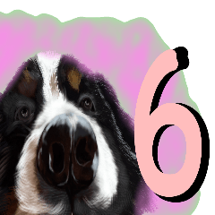 BERNESE MOUNTAIN DOG RIN Ver.6
