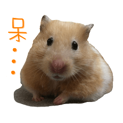 Hamster Life - sesame's life