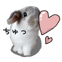 cute rabbit Momoko