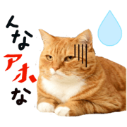 Every day for Kansai dialect's cat  2