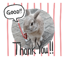 coffee&nbsp; &nbsp;rabbit