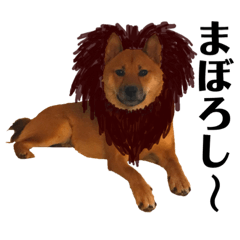 Max, the Shibainu 2