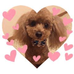 coco of a pretty toy poodle 2