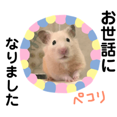 communicate daily by a hamster part3