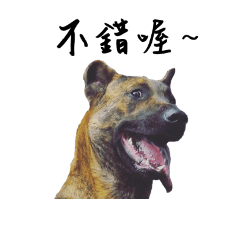fat_dog