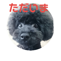MOMO kotoba