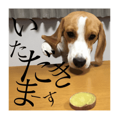 ビーグル犬のガブと猫の兄妹 海苔とまき Line スタンプ Line Store ビーグル犬のガブと猫の兄妹 海苔とまき Line スタンプ Line Store