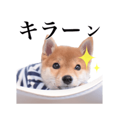 Shiba Dog Ringoro From Japan Line Stickers Line Store