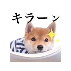 shiba dog ringoro  from japan